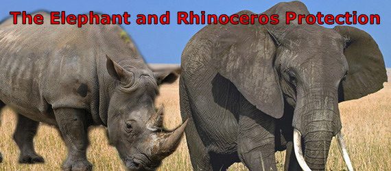 elephant_rhinoceros_image