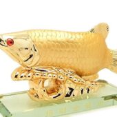 Golden Arowana with Coin to attract Wealth