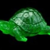 Green Tortoise for Longevity