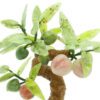 Jade Peach Tree4
