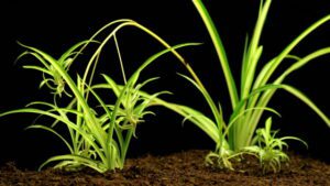 Spider Plant (Chlorophytum comosum)