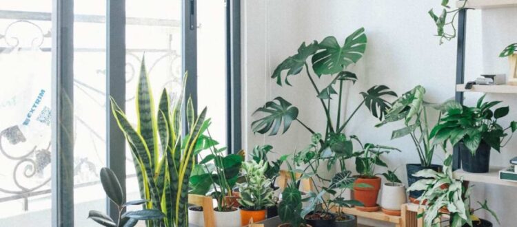 Good and Bad Feng Shui Plants