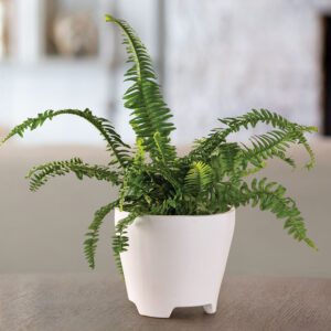 fengshui-bostonfern