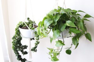 fengshui-golden-pothos