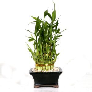 fengshui-luckybamboo