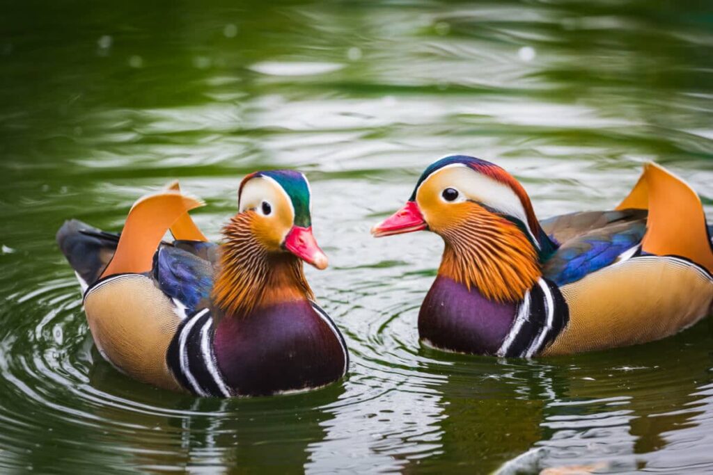 fengshui-mandarin-ducks