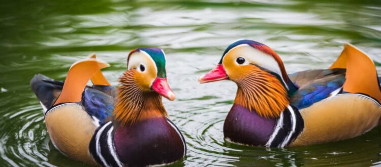 fengshui-mandarin-ducks