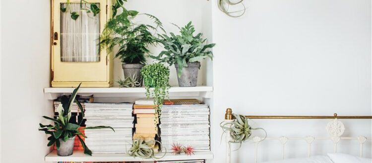 plants-in-bedroom