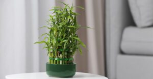 potted-lucky-bamboo