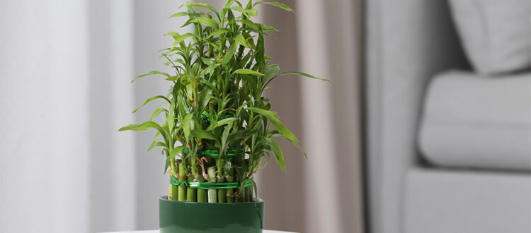 potted-lucky-bamboo