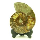 Feng Shui Ammonite Section1