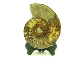 Feng Shui Ammonite Section1