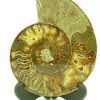Feng Shui Ammonite Section5