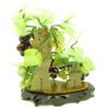 Jade Grape Plant2