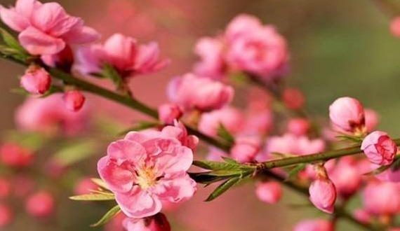 feng-shui-peach-blossom