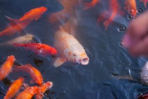 Carp (Koi) and Goldfish