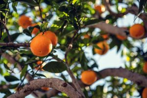 Oranges in a tree