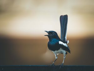 Magpie bird