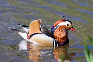 Mandarin Ducks 