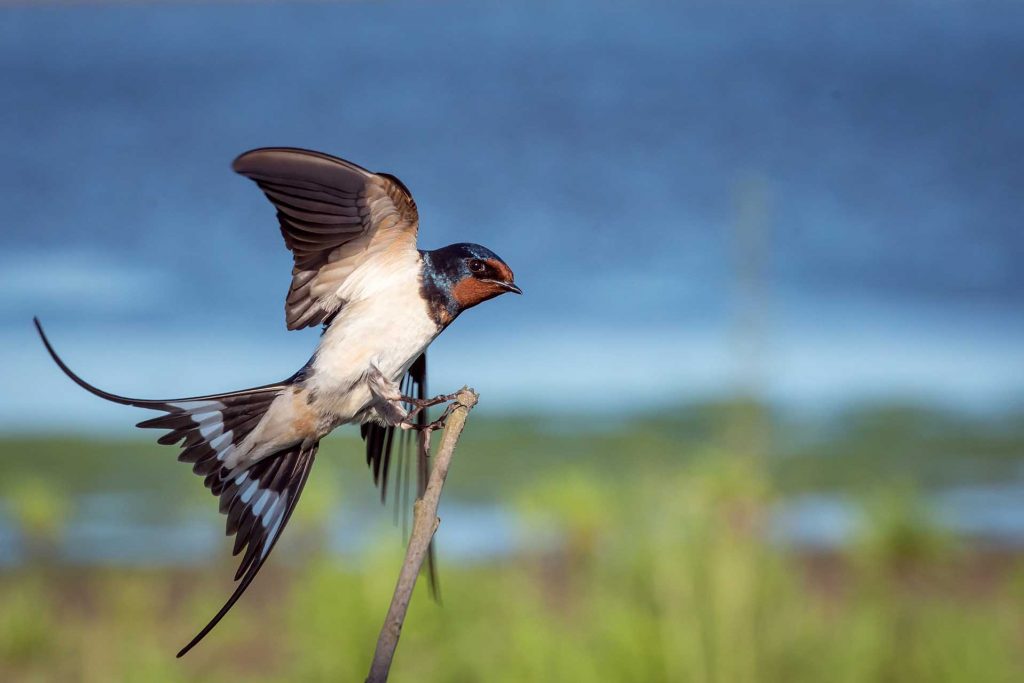 Swallows birds