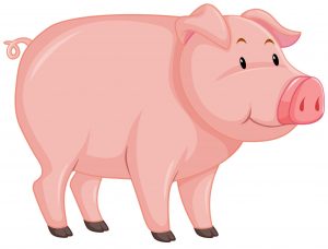 Cute pig with pink skin on white background illustration