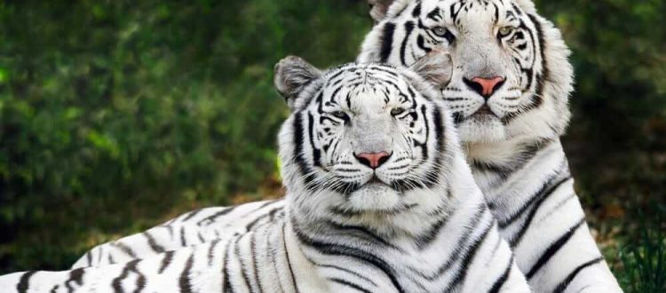 White Tiger