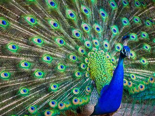 Explore 5 Peacock Feathers Remedies for Prosperity